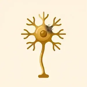 A nerve cell with a corroded receiving point